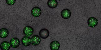 Study: Finding antibiotic-effect in molecules quickly — (Details)