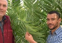 Research: Wax helps plants to survive in the desert —