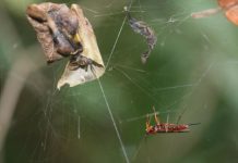 Research: Parasitoid wasps may turn spiders into ‘zombies’ by hacking their internal code —