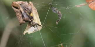 Research: Parasitoid wasps may turn spiders into ‘zombies’ by hacking their internal code —