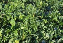 Research: ‘Right’ cover-crop mix good for both Chesapeake and bottom lines —