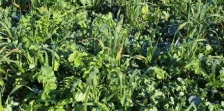 Research: ‘Right’ cover-crop mix good for both Chesapeake and bottom lines —