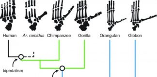 Research: Primates adapted to living on the ground, adding new chapter to human evolution —