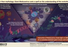 Research: Large DNA virus that helps scientists understand the origins of DNA replication and the evolution of complex life —