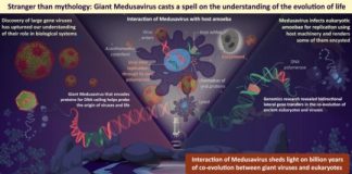 Research: Large DNA virus that helps scientists understand the origins of DNA replication and the evolution of complex life —
