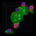 Study: Disease-causing nibbling amoeba hides by displaying proteins from host cells — (Details)