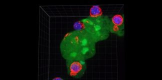 Study: Disease-causing nibbling amoeba hides by displaying proteins from host cells — (Details)