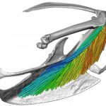 Study: New 3D imaging and visualization technique provides detailed views of muscle architecture — (Details)