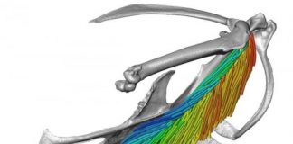 Study: New 3D imaging and visualization technique provides detailed views of muscle architecture — (Details)