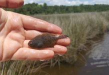Research: Warmer water linked to higher proportion of male flounder —