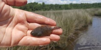 Research: Warmer water linked to higher proportion of male flounder —