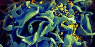 Study: Novel antibody may suppress HIV for up to four months — (Details)
