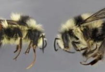 Research: How the bumble bee got its stripes —