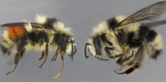 Research: How the bumble bee got its stripes —