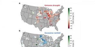 Research: Excessive rainfall as damaging to corn yield as extreme heat, drought —
