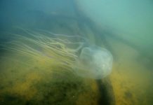 Research: Pain researchers uncover secrets to box jellyfish venom —