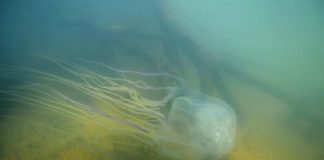 Research: Pain researchers uncover secrets to box jellyfish venom —