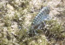 Research: River wildlife contain cocaine, pharmaceuticals and pesticides —