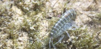 Research: River wildlife contain cocaine, pharmaceuticals and pesticides —