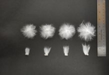 Research: ‘Exotic’ genes may improve cotton yield and quality —