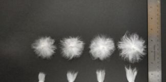 Research: ‘Exotic’ genes may improve cotton yield and quality —