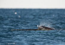 Research: Narwhals have endured a million years with low genetic diversity, and they’re thriving —