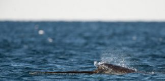 Research: Narwhals have endured a million years with low genetic diversity, and they’re thriving —