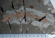 Research: New study sheds light on the rise of mammals —