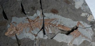 Research: New study sheds light on the rise of mammals —