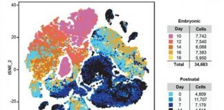 Study: Study identifies earliest traces of brain cancer long before the disease becomes symptomatic — (Details)