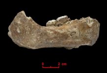 Research: Denisovan mandible likely represents the earliest hominin fossil on the Tibetan Plateau —