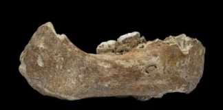 Research: Denisovan mandible likely represents the earliest hominin fossil on the Tibetan Plateau —