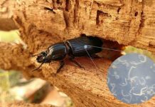 Research: Parasites help beetle hosts function more effectively —