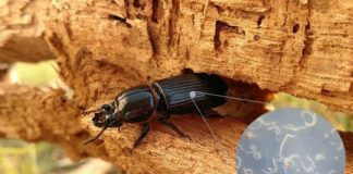 Research: Parasites help beetle hosts function more effectively —