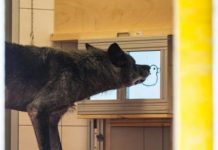 Research: Findings support idea that dogs helping pack members is ancestral tendency, and not due to domestication —