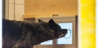 Research: Findings support idea that dogs helping pack members is ancestral tendency, and not due to domestication —