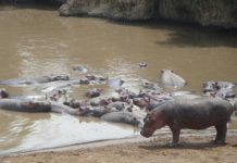 Research: Via their faeces, Hippos transport large quantities of silicon, an important substance for ecosystems, from land to water —