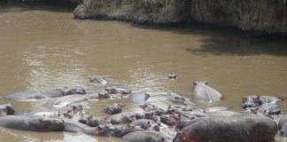 Research: Via their faeces, Hippos transport large quantities of silicon, an important substance for ecosystems, from land to water —