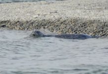 Research: Chemical records in teeth confirm elusive Alaska lake seals are one of a kind —