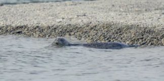 Research: Chemical records in teeth confirm elusive Alaska lake seals are one of a kind —