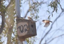 Research: Birds use social cues to make decisions —