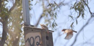 Research: Birds use social cues to make decisions —
