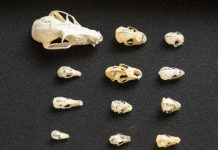 Research: Bats evolved diverse skull shapes due to echolocation, diet —