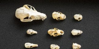 Research: Bats evolved diverse skull shapes due to echolocation, diet —