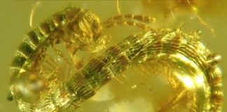 Research: A 3D reconstruction of the fossil allowed for the description of an entirely new suborder —