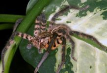 Research: Spider venom is a dangerous cocktail —