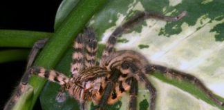 Research: Spider venom is a dangerous cocktail —