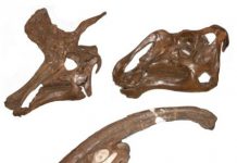 Research: Evolutionary bursts led to weird and wonderful head crests —