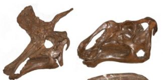 Research: Evolutionary bursts led to weird and wonderful head crests —