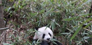 Research: Giant panda’s bamboo diet still looks surprisingly carnivorous —
